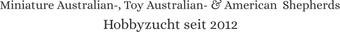 Miniature Australian-, Toy Australian- & American  Shepherds Hobbyzucht seit 2012