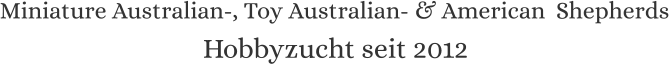 Miniature Australian-, Toy Australian- & American  Shepherds Hobbyzucht seit 2012