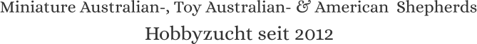 Miniature Australian-, Toy Australian- & American  Shepherds Hobbyzucht seit 2012